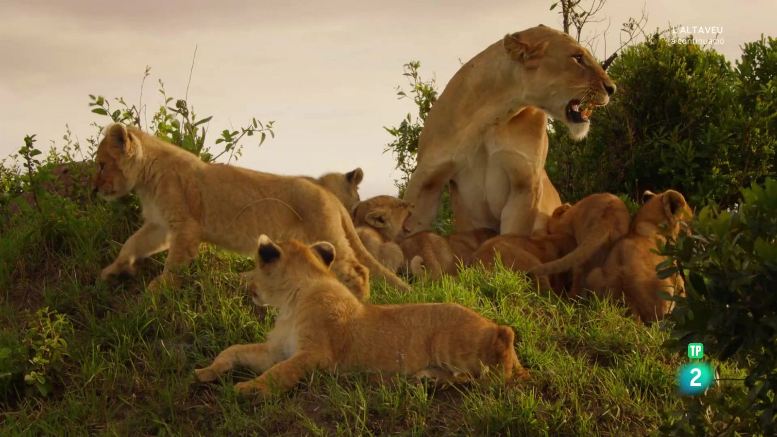 Grans documentals - Lleons contra hienes. Duels de caçadors - Veure Ara