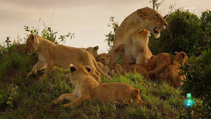 Som Documentals - Lleons contra hienes. Duels de caçadors