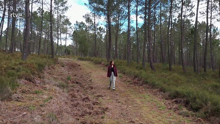 El escarabajo verde - Paisajes resilientes al fuego