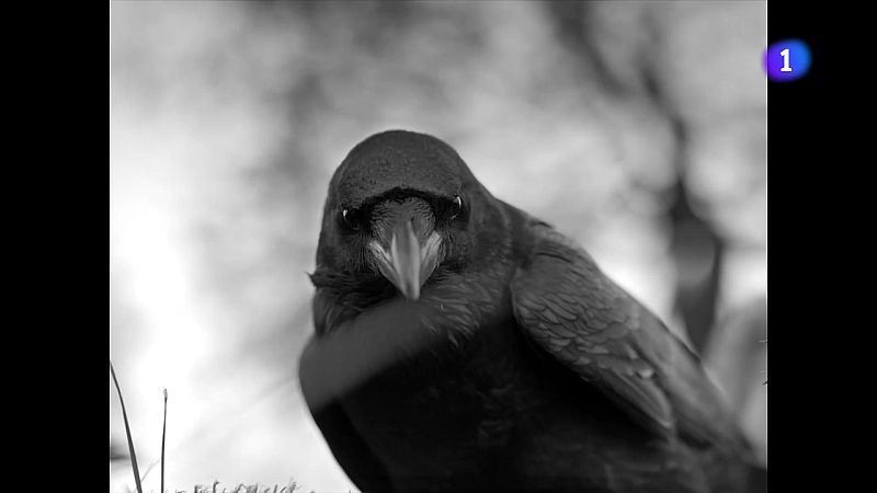 Marc Recha homenatja el cinema clàssic amb actors cecs - L'Informatiu | Veure