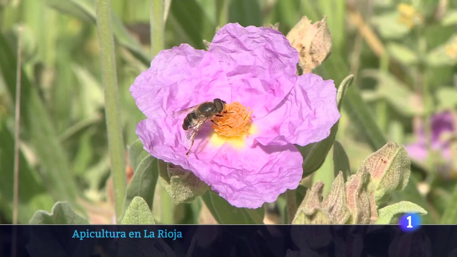 Informativo Telerioja 20-05-2025 Ver ahora | Ver