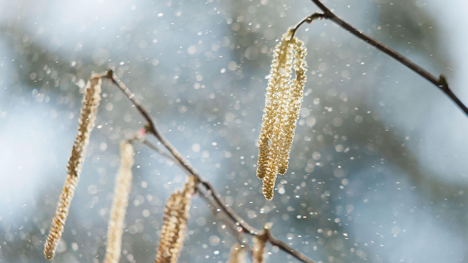 Las alergias se disparan por las altas concetraciones de polen | Ver