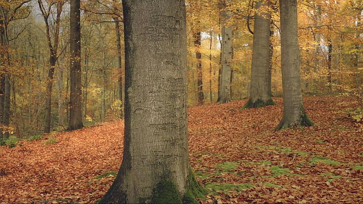 Documentos TV - Compóstame