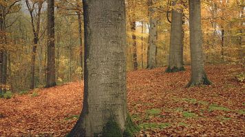 Humusacin: cmo transformar nuestro cuerpo en tierra, nuestra tumba en rbol y los cementerios en bosques