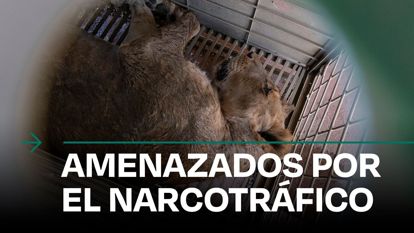 Los cárteles obligan a trasladar a centenares de animales - Modo Digital | Ver