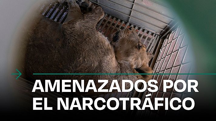 Modo Digital - Los cárteles obligan a trasladar a centenares de animales
