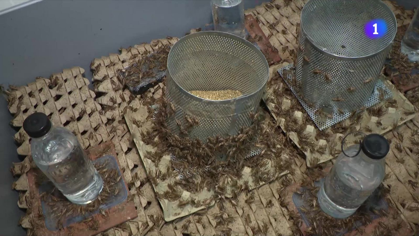 Catalunya aposta pels aliments del futur degut l’emergència climàtica - L'Informatiu | Veure