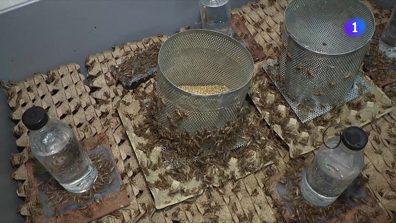 Catalunya aposta pels aliments del futur degut l’emergència climàtica - L'Informatiu | Veure