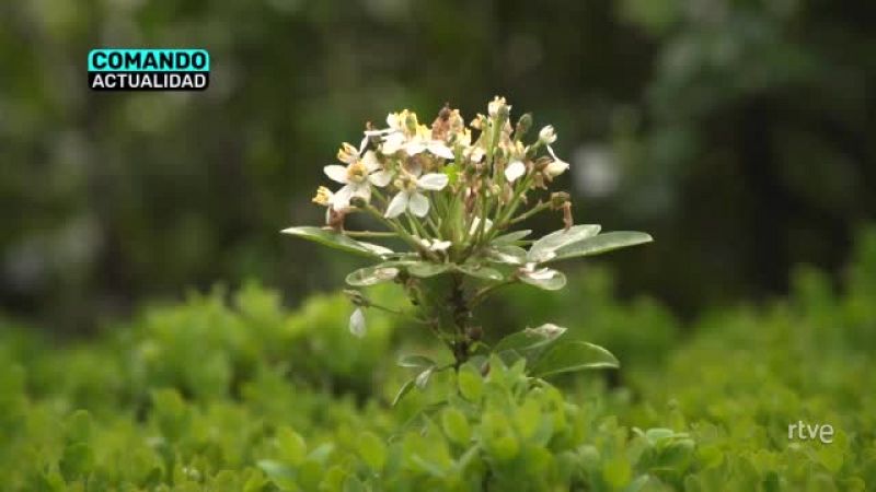 'España en flor', en 'Comando Actualidad' | Ver