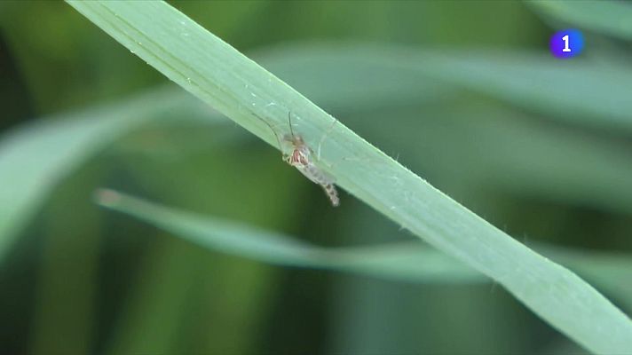 L'Informatiu - Els pantans arriban al 80% i el risc de mosquits s’enfila