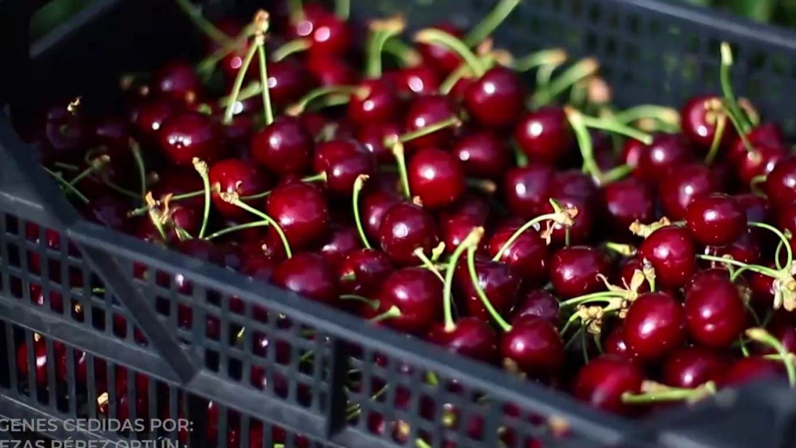 Tiempo de cerezas | Ver