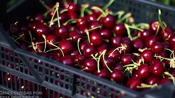 Aquí la Tierra - Tiempo de cerezas