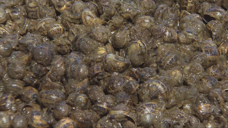 L'Informatiu - 24/05/2025