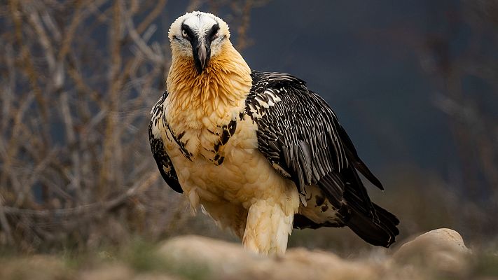 Telediario Fin de Semana - El quebrantahuesos vuelve a Jaén 40 años después