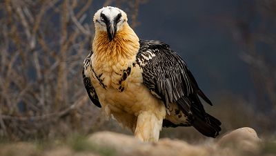 El quebrantahuesos vuelve a Ja�n 40 a�os despu�s | Ver