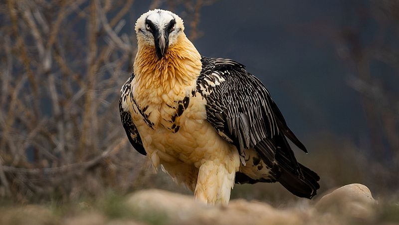 El quebrantahuesos vuelve a Jan 40 aos despus | Ver