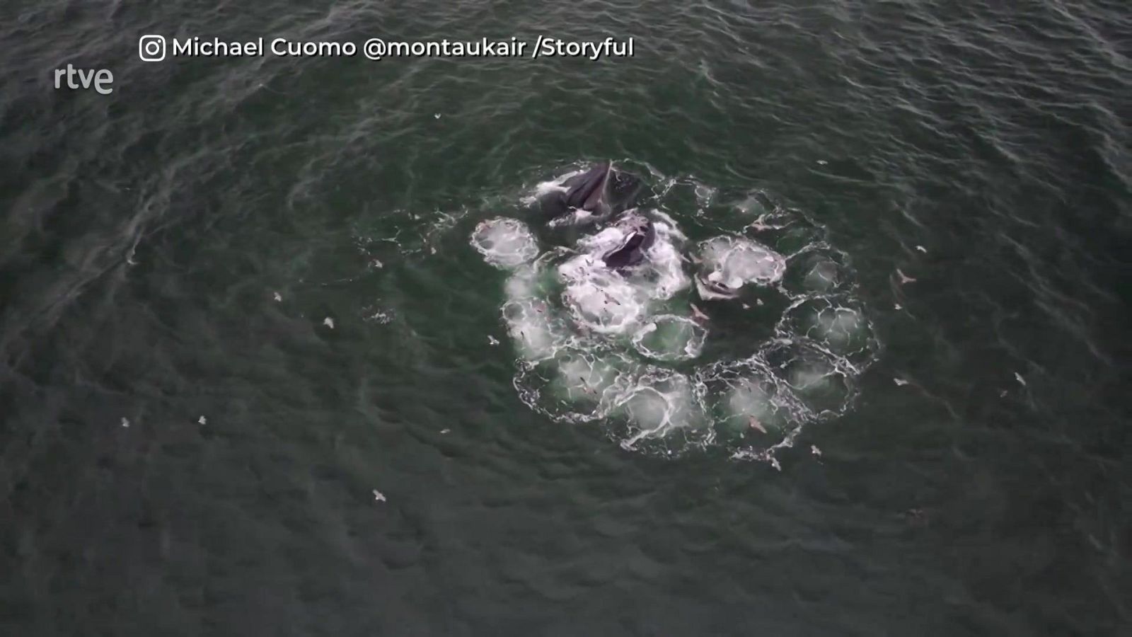 Ballenas olímpicas | Ver