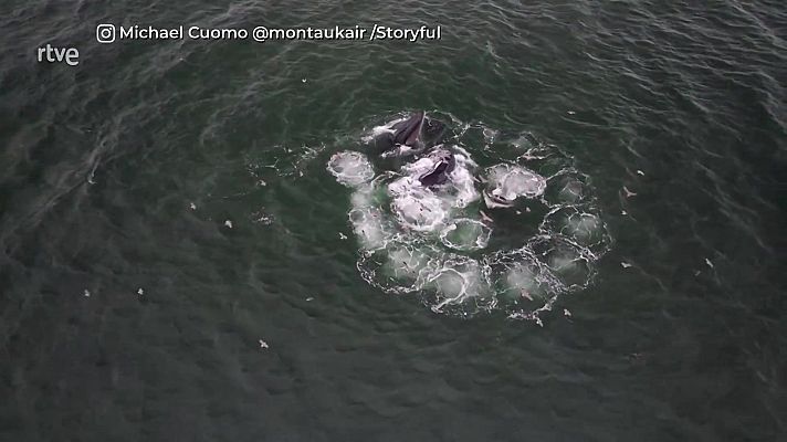 Aquí la Tierra - Ballenas olímpicas