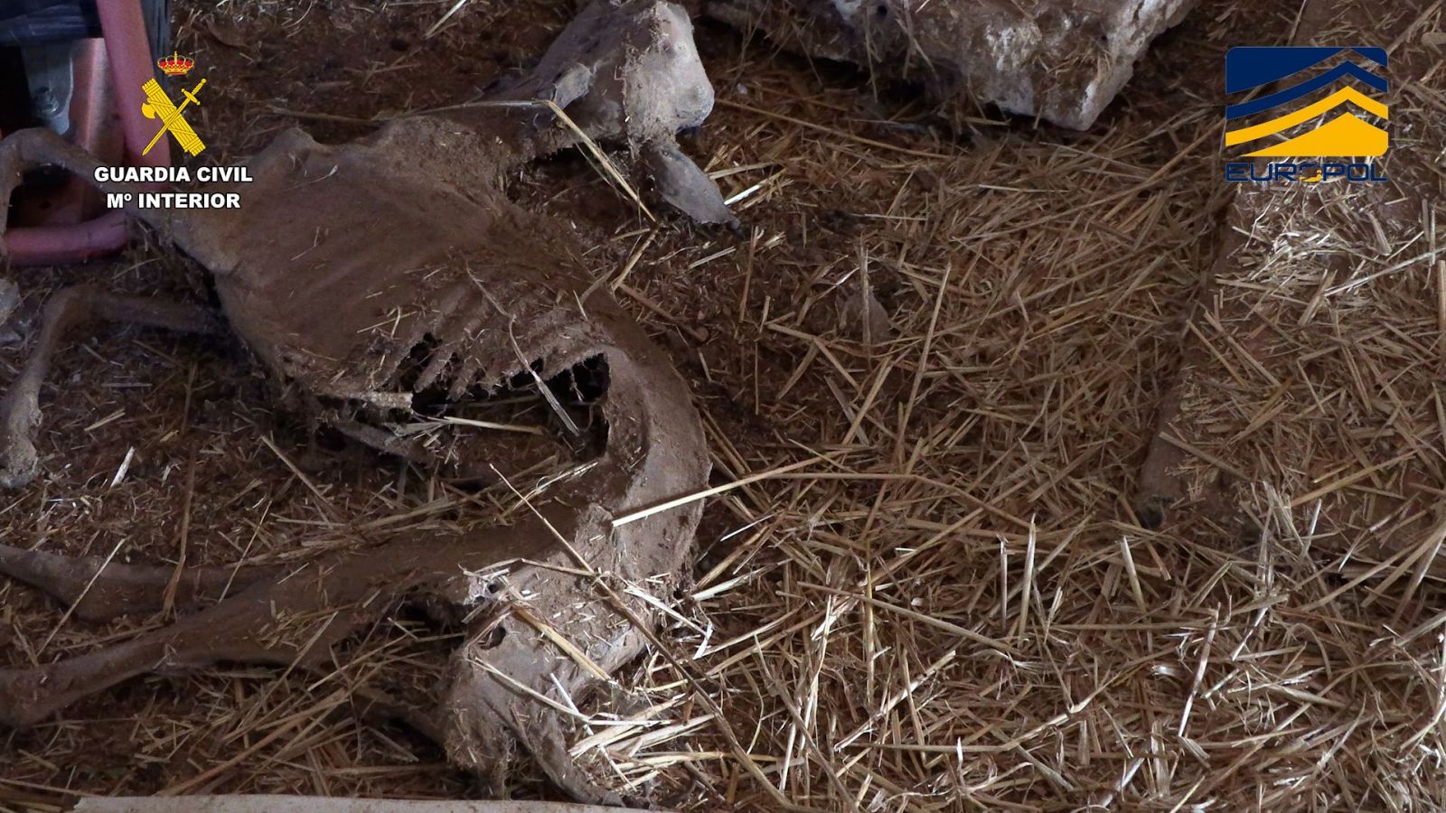 Operación contra los mataderos ilegales | Ver