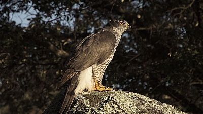 El cazador silencioso (El cazador sigiloso)