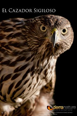 El cazador silencioso (El cazador sigiloso)