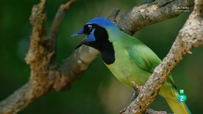 Som Documentals - Al cor de Texas