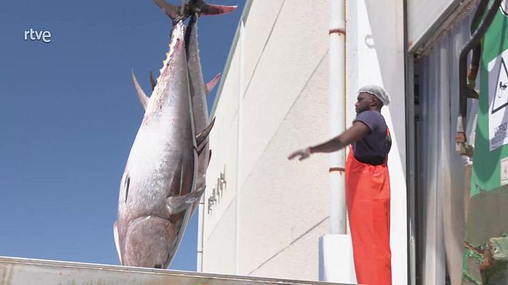 Aquí la Tierra - La almadraba, un antiquísimo arte de pesca