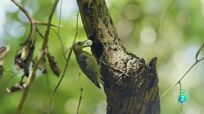 Som Documentals - Tayrona. La selva.