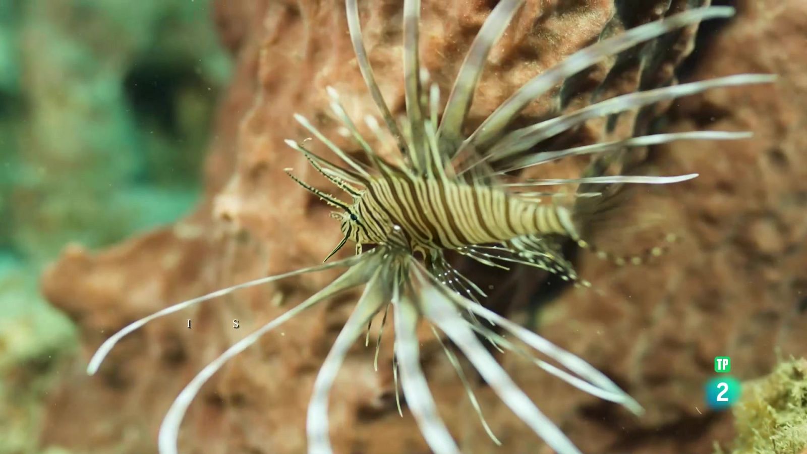 Grans documentals - Tayrona. El litoral. - Veure Ara