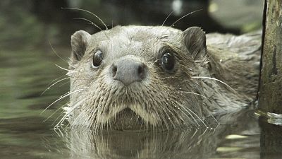 Un año en la vida de una nutria