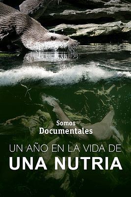 Un año en la vida de una nutria