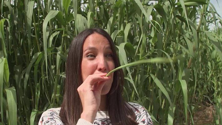 Aquí la Tierra - Momentazos de los Once Años