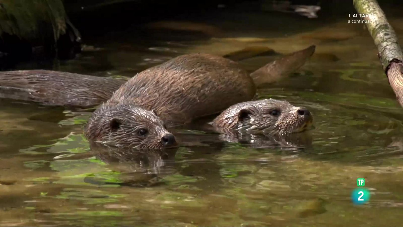 Grans documentals - Les estacions de la llúdria - Veure Ara