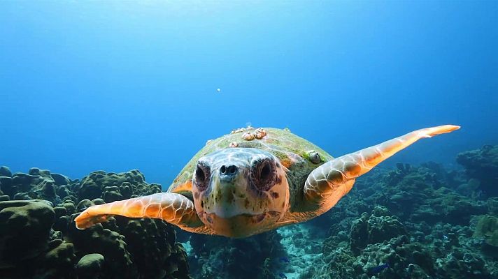 La vida en el reino animal - Mar y arrecife