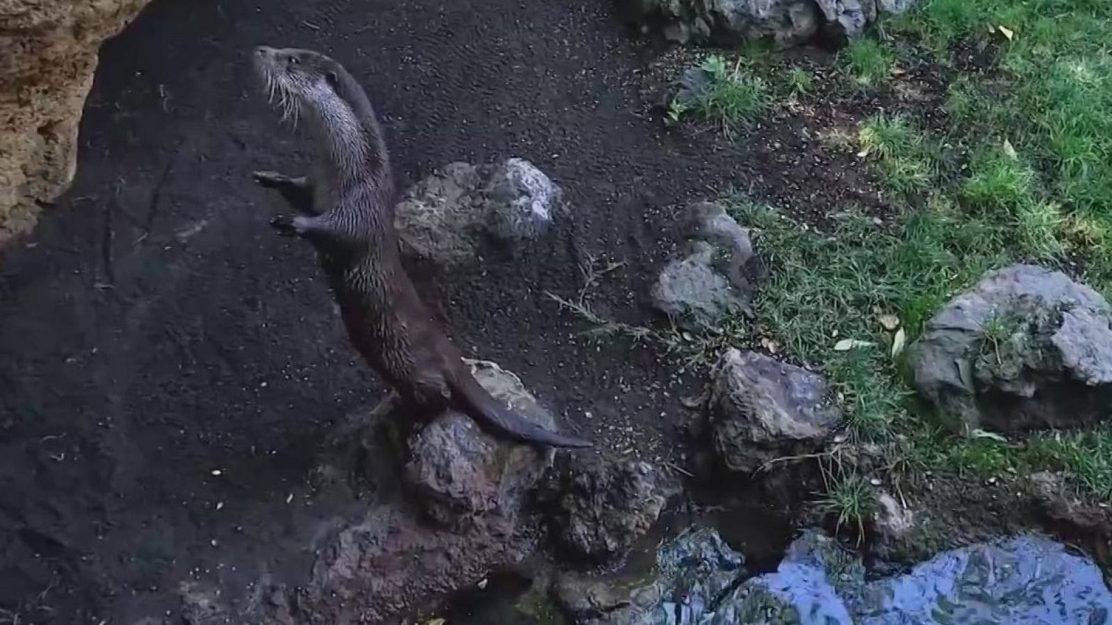 ¡Feliz día de la Nutria! | Ver