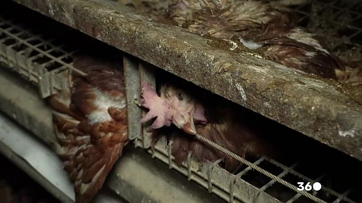 Mañaneros 360 - Dos entidades animalistas la denuncian una 'La granja de los horrores' en Mallorca