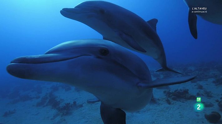 Som Documentals - La vida al regne animal: Mar i escull.