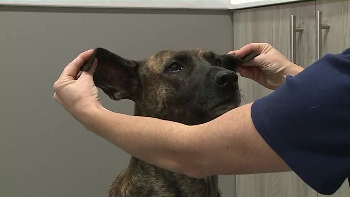 L'altaveu - Com protegir les mascotes de la calor?