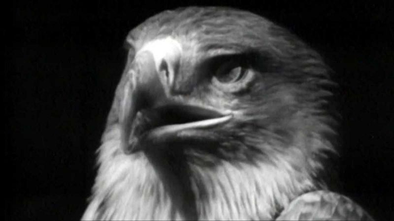 Planeta azul - La muerte de un emblema - El planeta azul | Ver