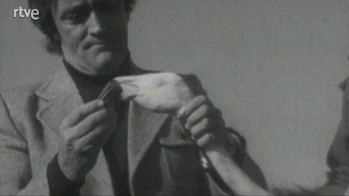 El planeta azul - Las aves flamígeras