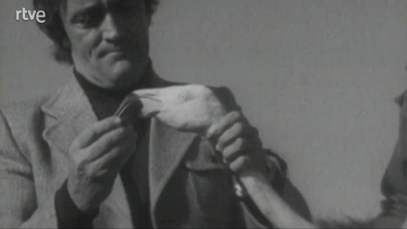 Planeta azul - Las aves flamgeras - El planeta azul | Ver