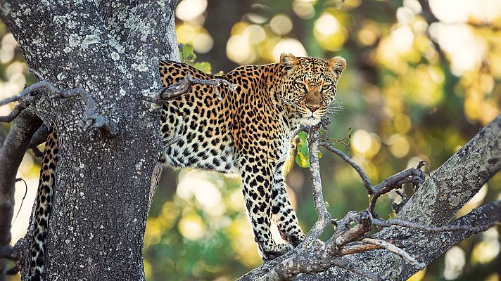 Somos Documentales - Los cuentos africanos de Maleika: Sobrevivir en el desierto del Kalahari