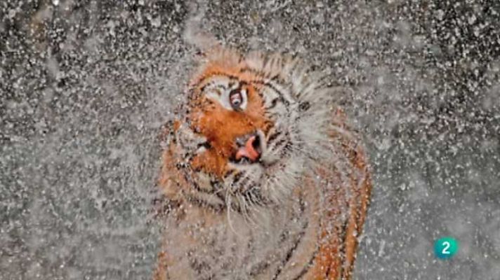 En lengua de signos - En lengua de signos - 12/01/13