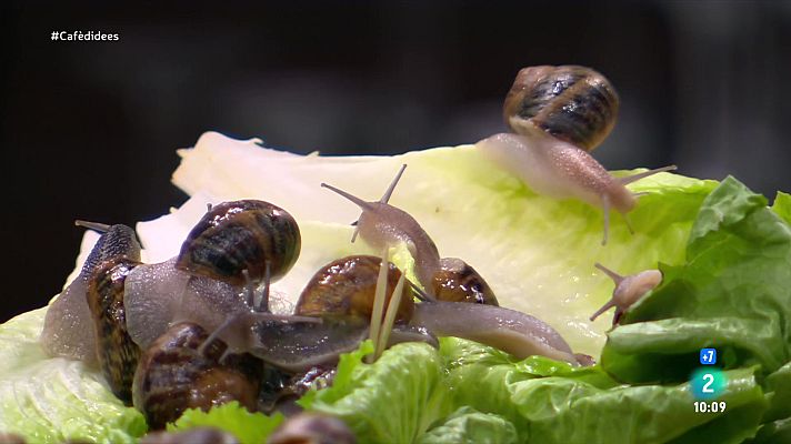 Cafè d'idees - Celebrem la temporada de cargols amb Ada Parellada