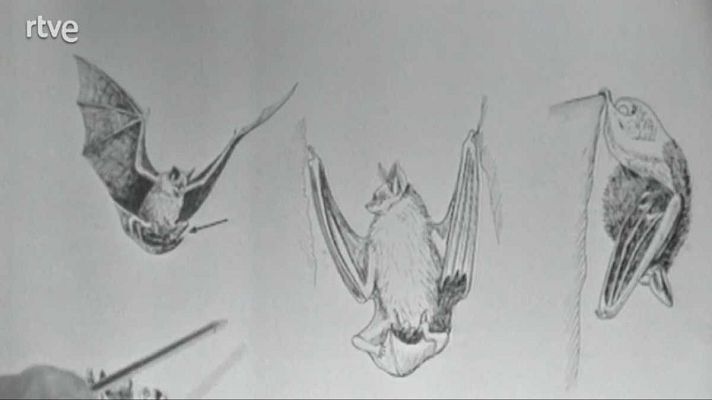 El planeta azul - Los murciélagos