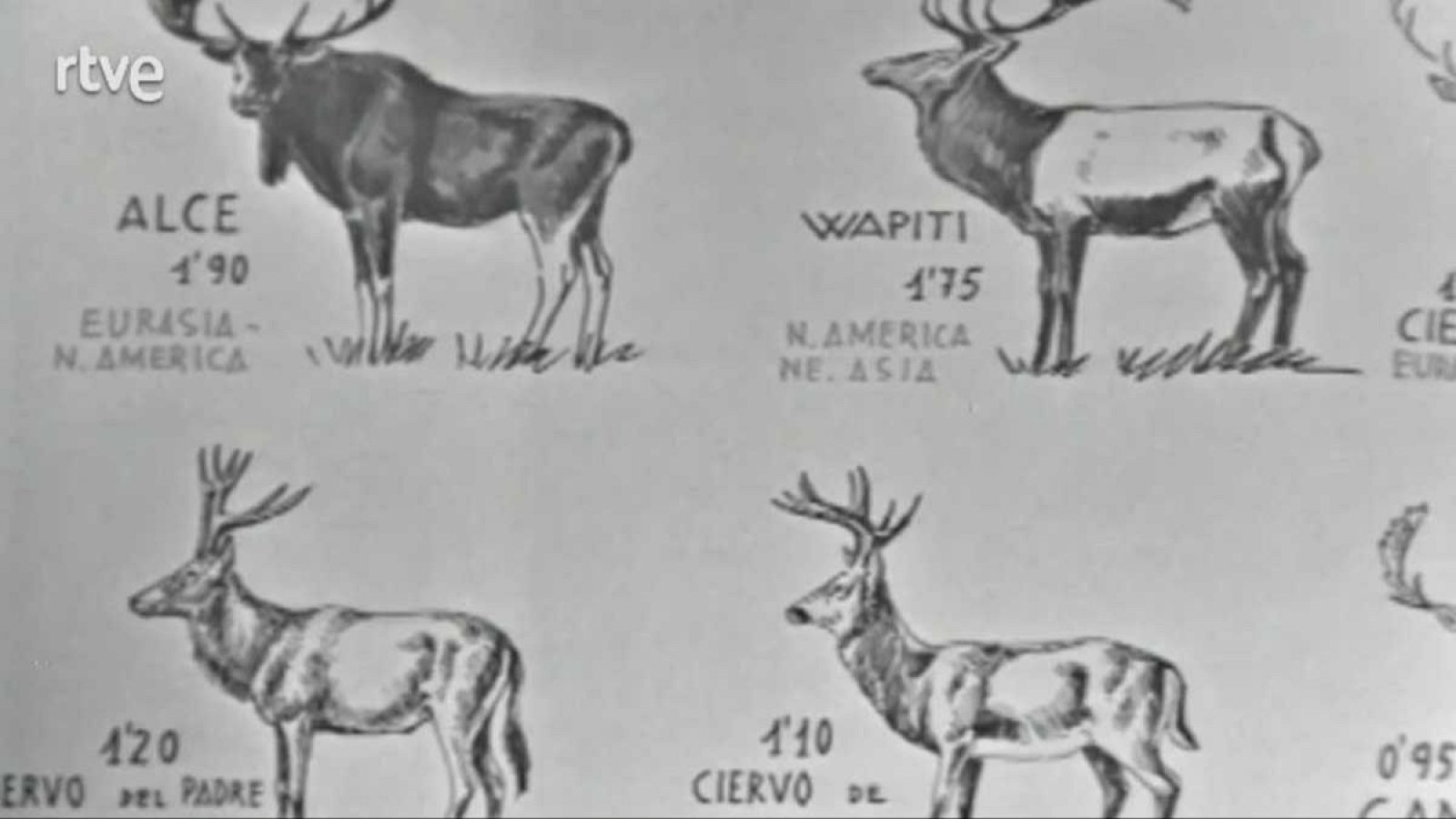 El planeta azul - En otros tiempos hubo millones de renos - El planeta azul | Ver