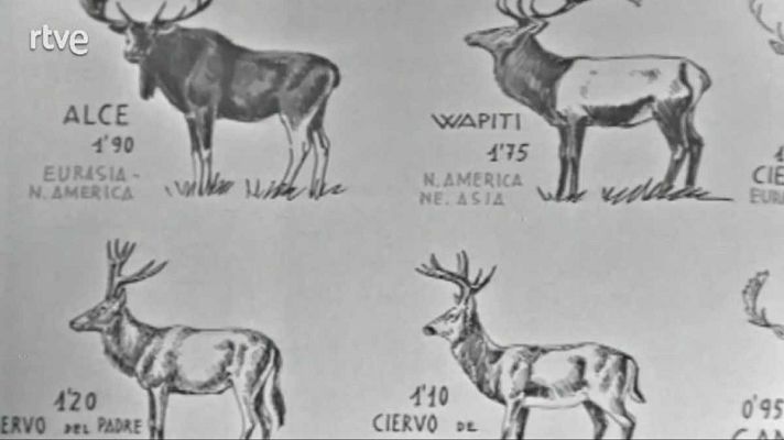 El planeta azul - En otros tiempos hubo millones de renos