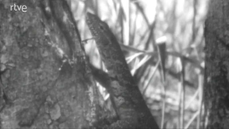 El planeta azul - El retorno de los dragones - El planeta azul | Ver