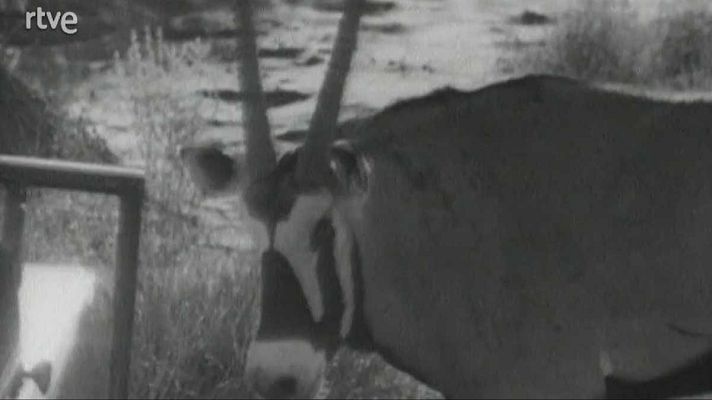 El planeta azul - Operación Órix