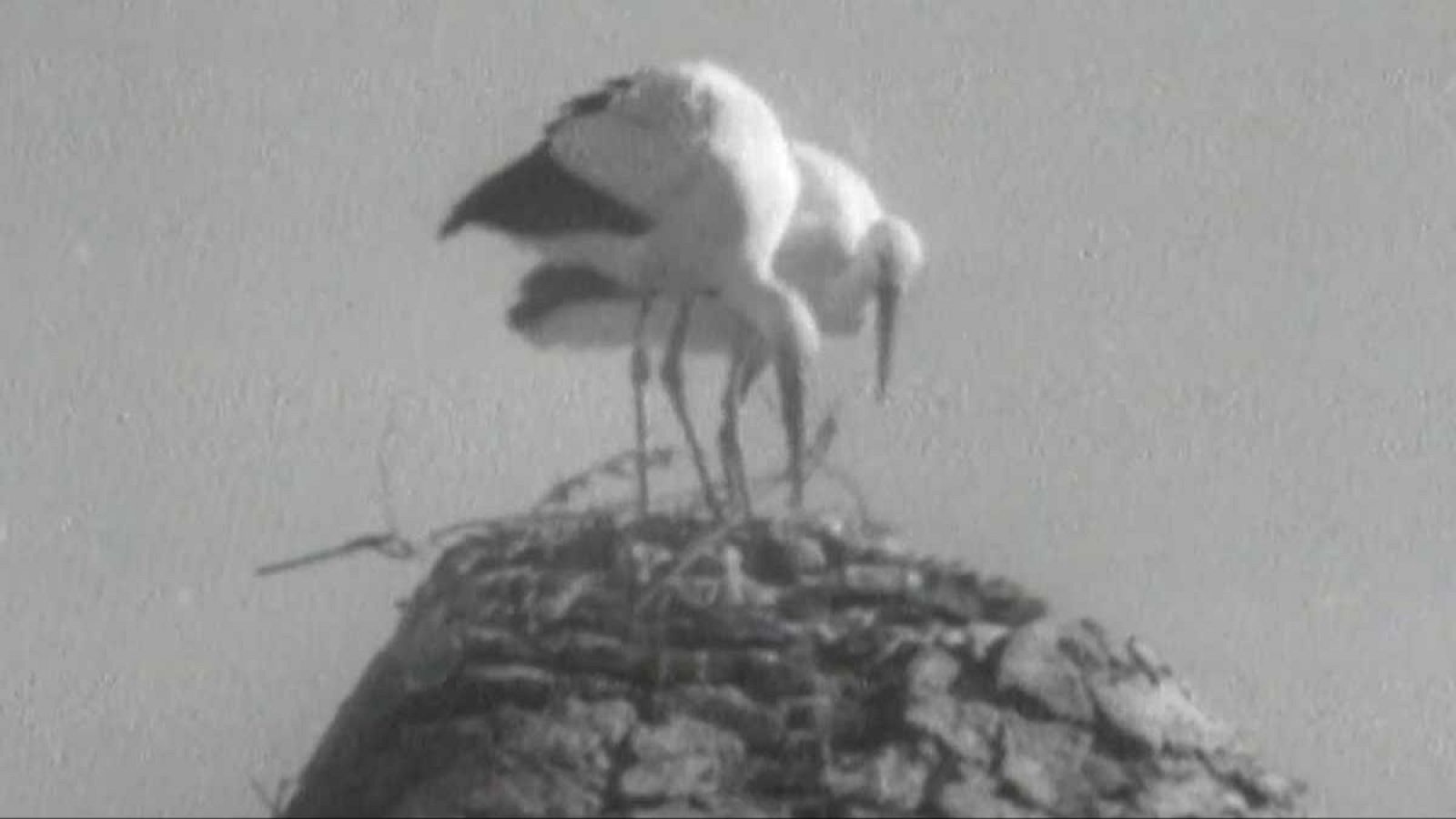 El planeta azul - Las cigüeñas - El planeta azul | Ver